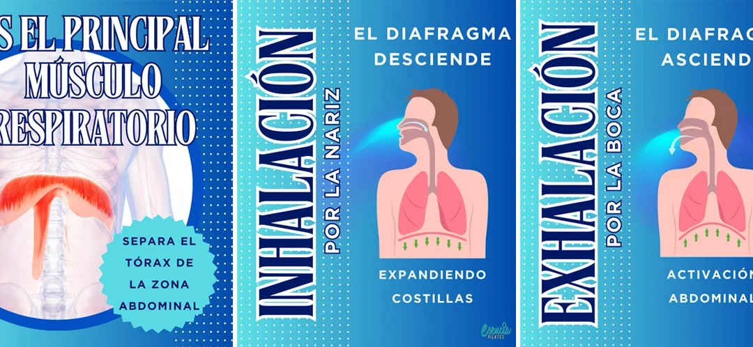 El diafragma en Pilates: clave para el core, la postura y el movimiento
