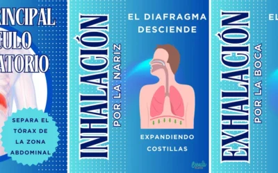 El diafragma en Pilates: clave para el core, la postura y el movimiento