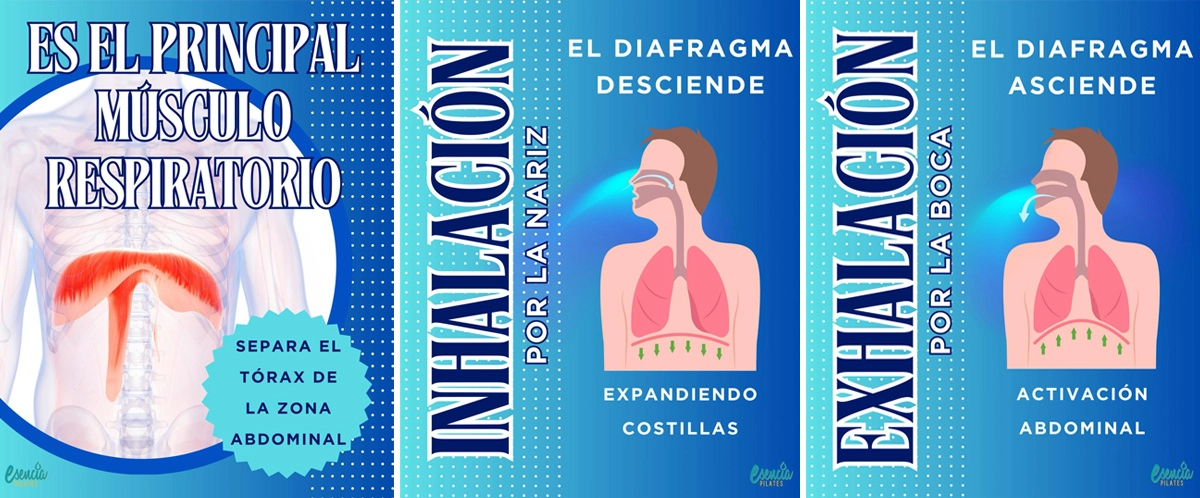 respiracion diafragmatica pilates inhalacion exhalacion core postura